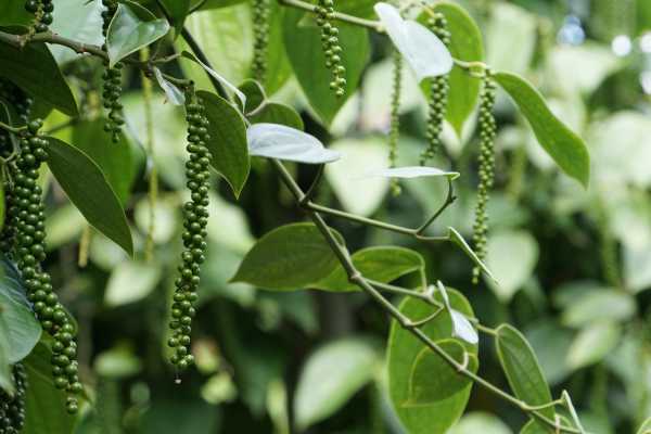 BLACK PEPPER ESSENTIAL OIL, INDIA