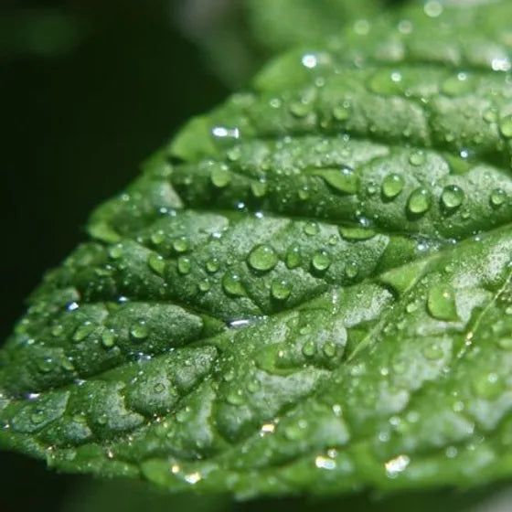 PEPPERMINT ESSENTIAL OIL, USA