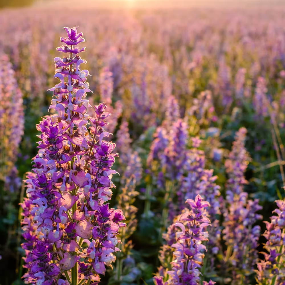 CLARY SAGE, FRANCE
