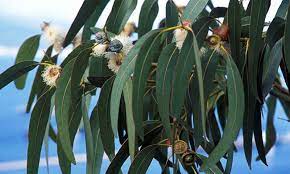 EUCALYPTUS OIL, AUSTRALIA, CERTIFIED ORGANIC (15ML)