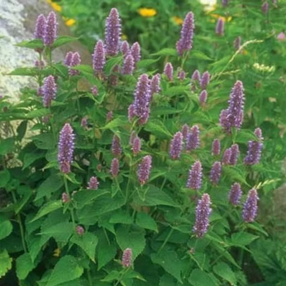 HYSSOP ESSENTIAL OIL, SPAIN