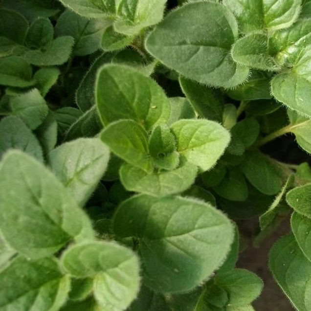 OREGANO ESSENTIAL OIL, TURKEY