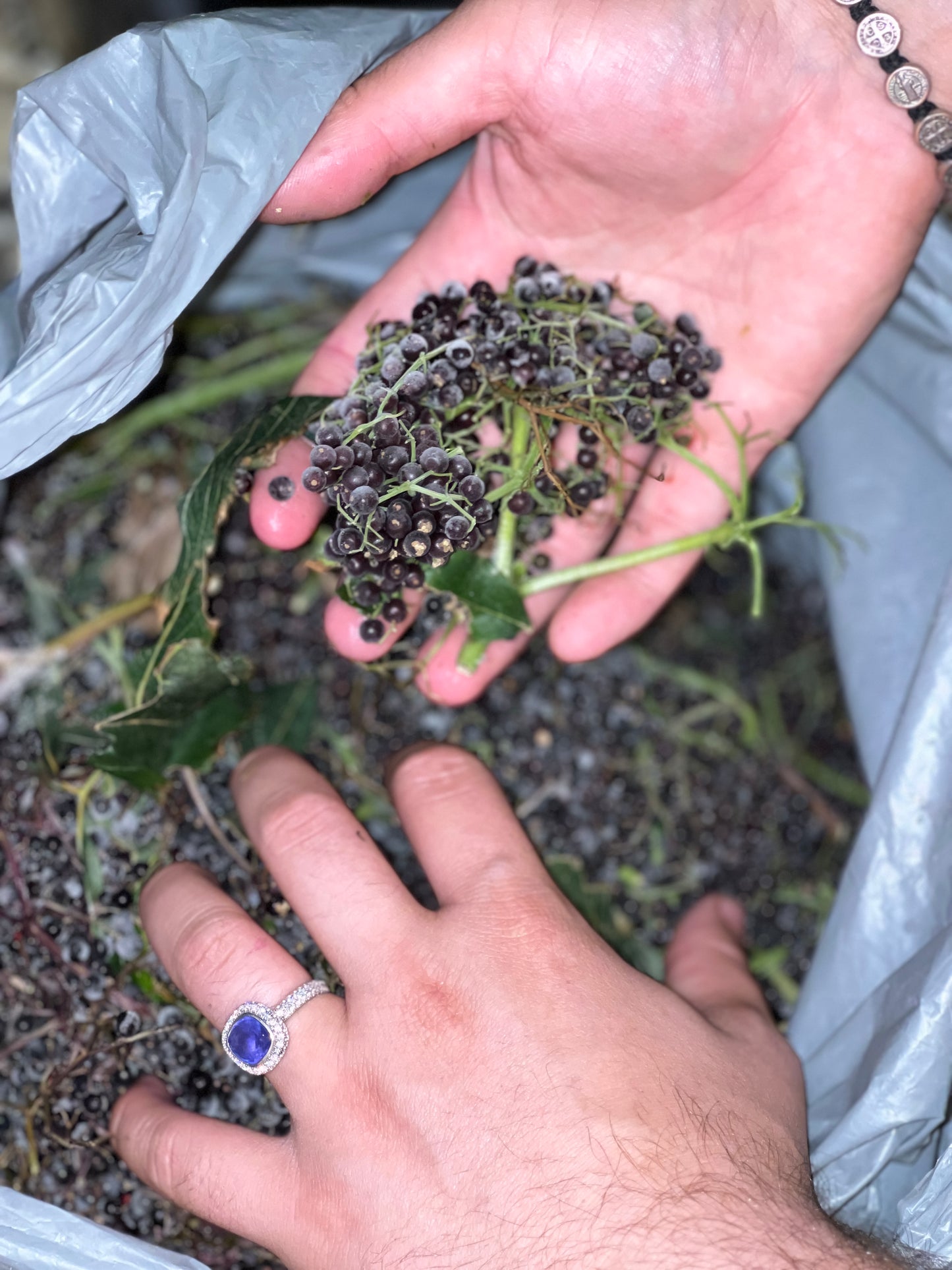 FULL-SPECTRUM ELDERBERRY ELIXIR