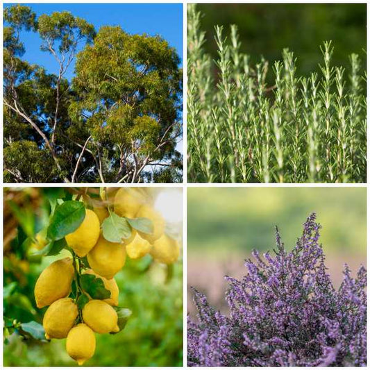AUNTIE SEPTIC ESSENTIAL OIL BLEND