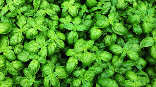 BASIL CT. METHYL CHAVICOL ESSENTIAL OIL, USA
