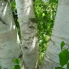 BIRCH ESSENTIAL OIL, CANADA