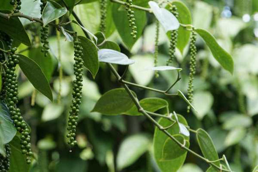 BLACK PEPPER ESSENTIAL OIL, INDIA