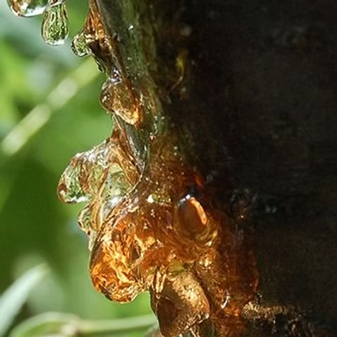 COPAIBA ESSENTIAL OIL, BRAZIL
