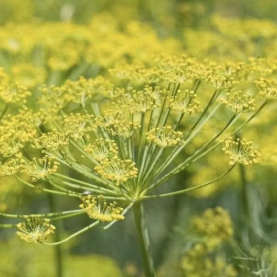 FENNEL ESSENTIAL OIL, EGYPT