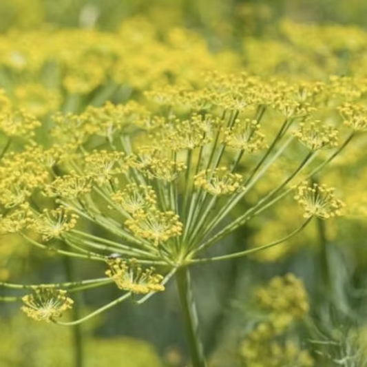 FENNEL ESSENTIAL OIL, EGYPT
