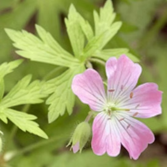 GERANIUM ESSENTIAL OIL, EGYPT