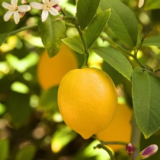 LEMON ESSENTIAL OIL, ITALY