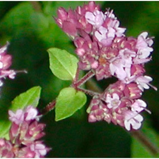 SWEET MARJORAM ESSENTIAL OIL, EGYPT