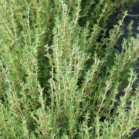 RED THYME ESSENTIAL OIL, TURKEY