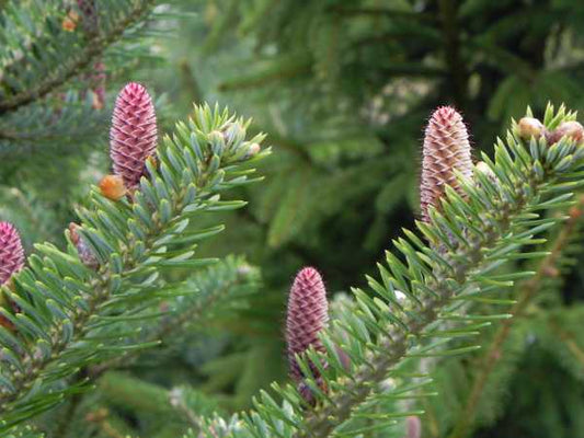 BALSAM FIR ESSENTIAL OIL, CANADA