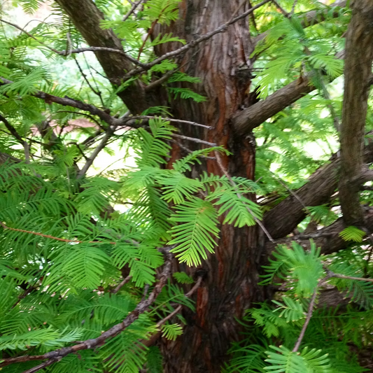 CYPRESS ESSENTIAL OIL, GREECE