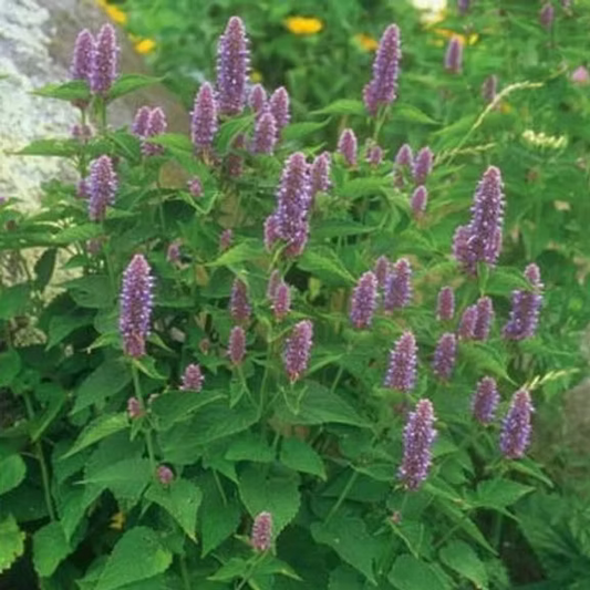HYSSOP ESSENTIAL OIL, SPAIN