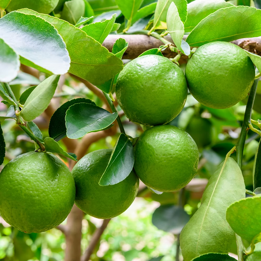LIME ESSENTIAL OIL, MEXICO