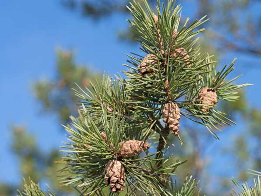 SCOTS PINE ESSENTIAL OIL, BULGARIA