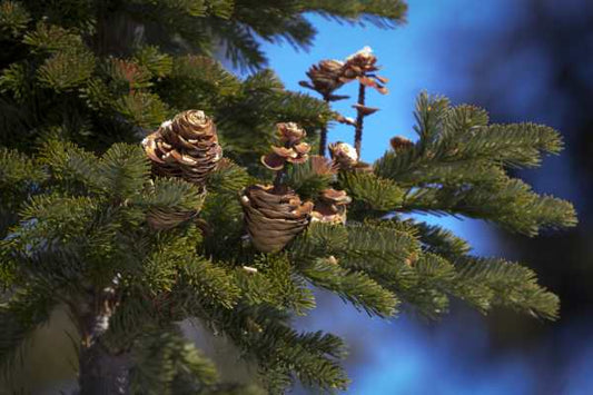 SIBERIAN FIR ESSENTIAL OIL, RUSSIA