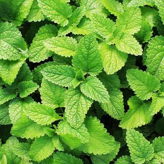 SPEARMINT ESSENTIAL OIL, USA