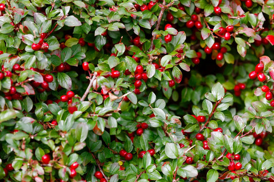WINTERGREEN ESSENTIAL OIL, CHINA
